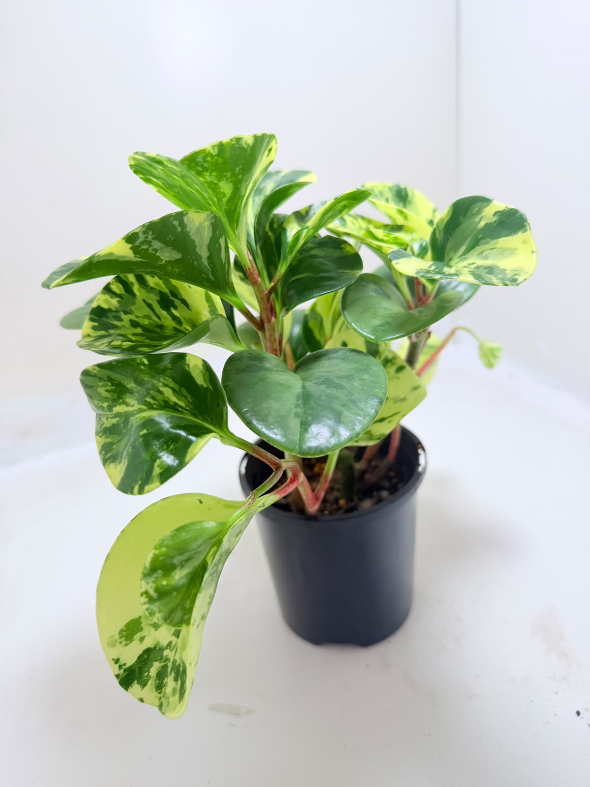 Peperomia obtusifolia Marble | Indoor Plant Australia