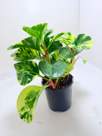 Peperomia obtusifolia Marble | Indoor Plant Australia