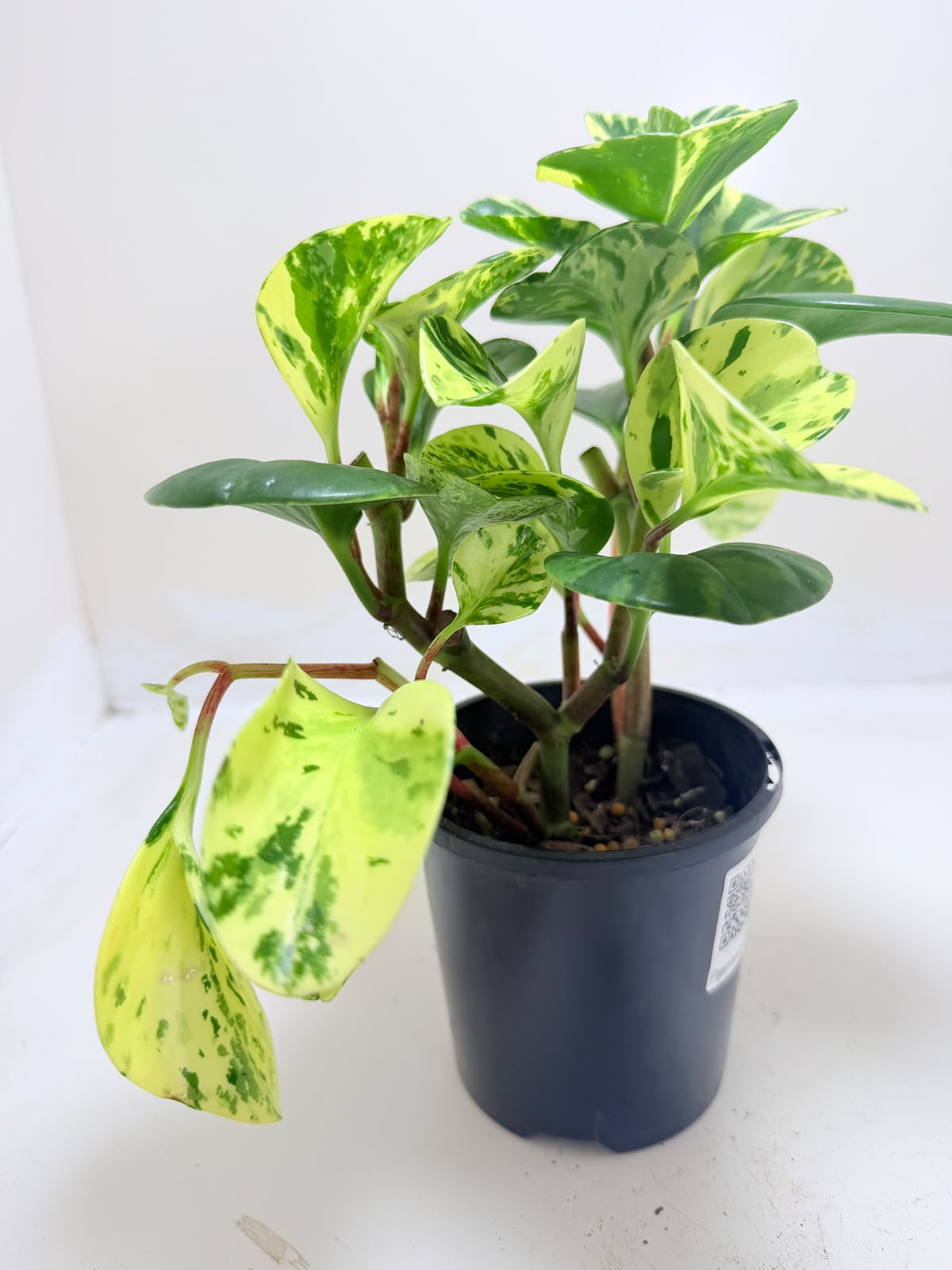 Peperomia obtusifolia Marble | Indoor Plant Australia
