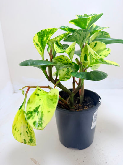Peperomia obtusifolia Marble | Indoor Plant Australia