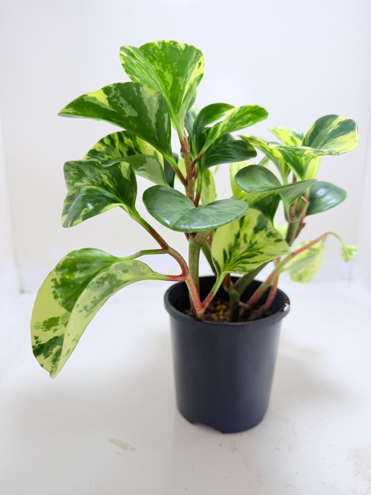 Peperomia obtusifolia Marble | Indoor Plant Australia