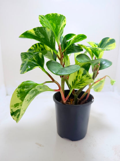 Peperomia obtusifolia Marble | Indoor Plant Australia