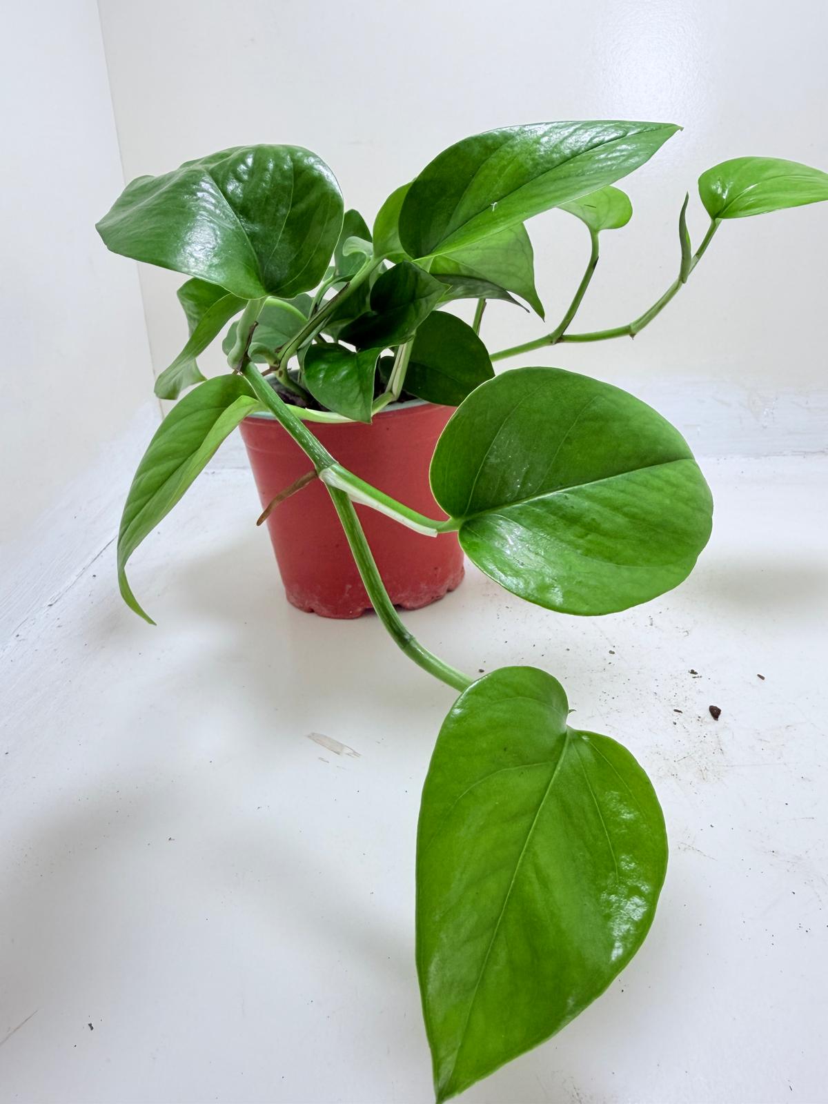 Buy Pothos Jade | Easy Care Indoor Plant