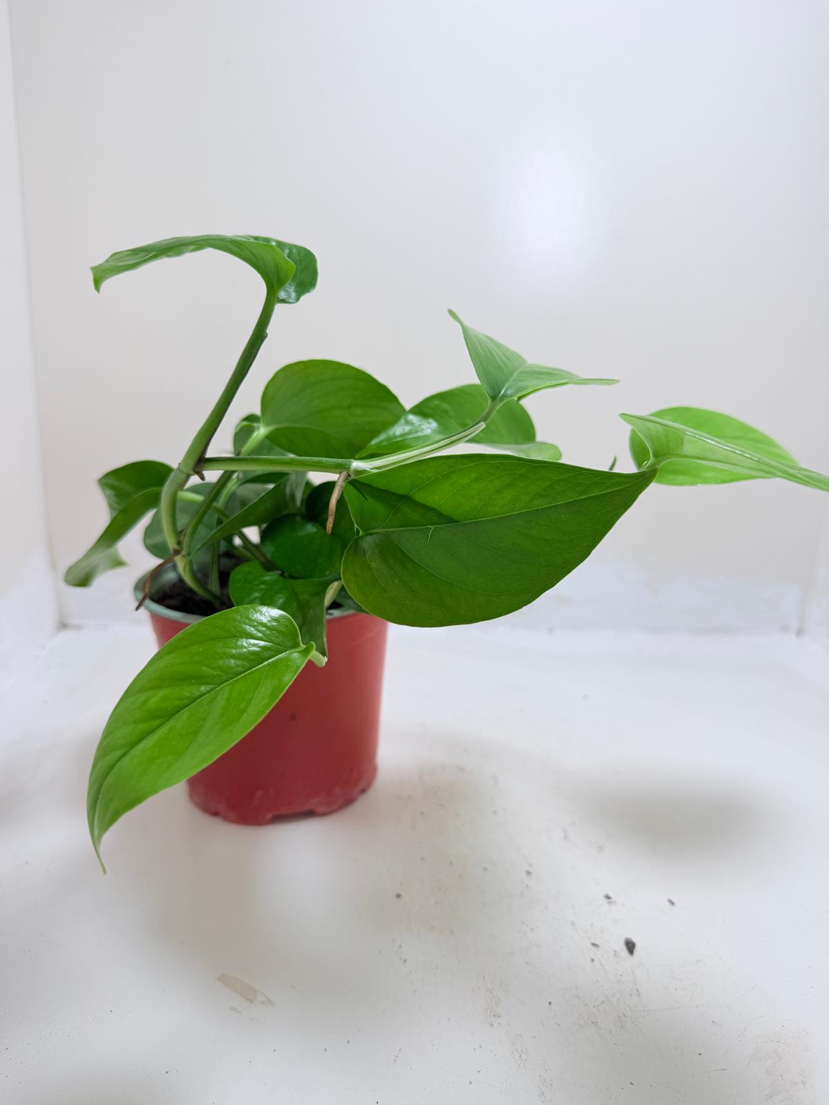 Buy Pothos Jade | Easy Care Indoor Plant