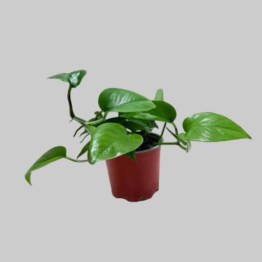 Buy Pothos Jade | Easy Care Indoor Plant