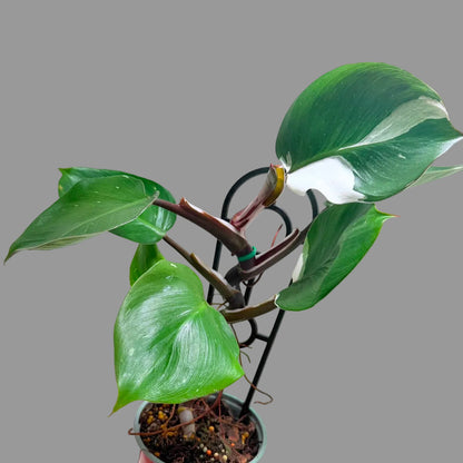 Buy Philodendron White Knight | Variegated Houseplant