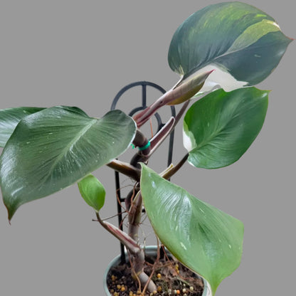 Buy Philodendron White Knight | Variegated Houseplant