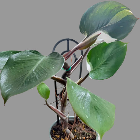 Buy Philodendron White Knight | Variegated Houseplant