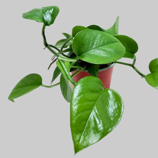 Buy Pothos Jade | Easy Care Indoor Plant