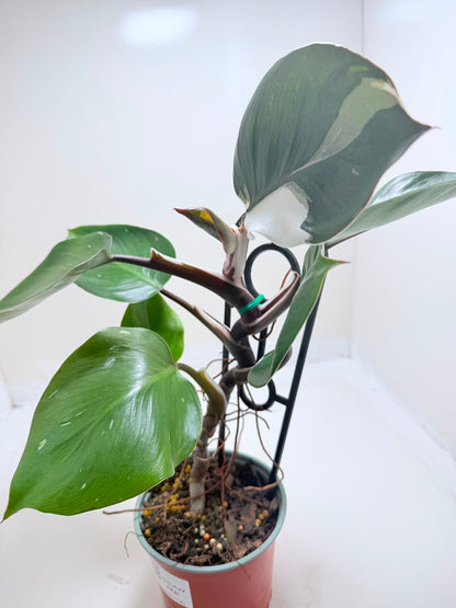 Buy Philodendron White Knight | Variegated Houseplant