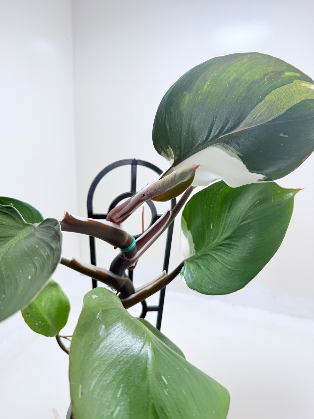 Buy Philodendron White Knight | Variegated Houseplant