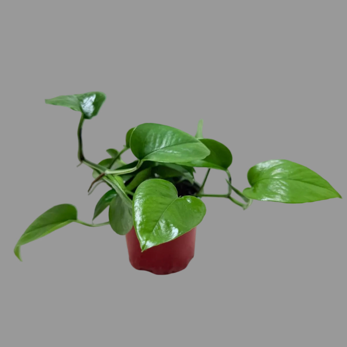 Buy Pothos Jade | Easy Care Indoor Plant