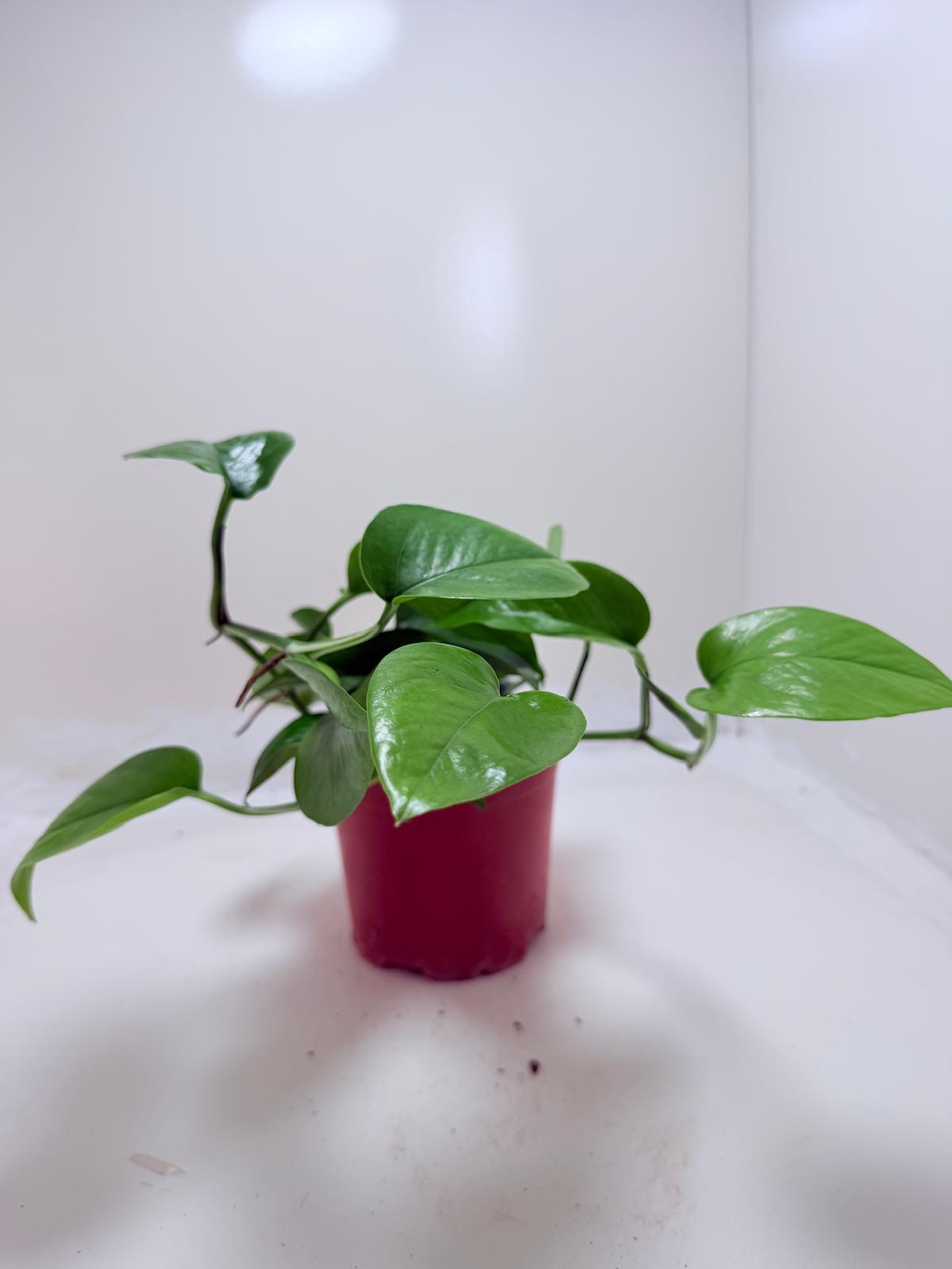 Buy Pothos Jade | Easy Care Indoor Plant
