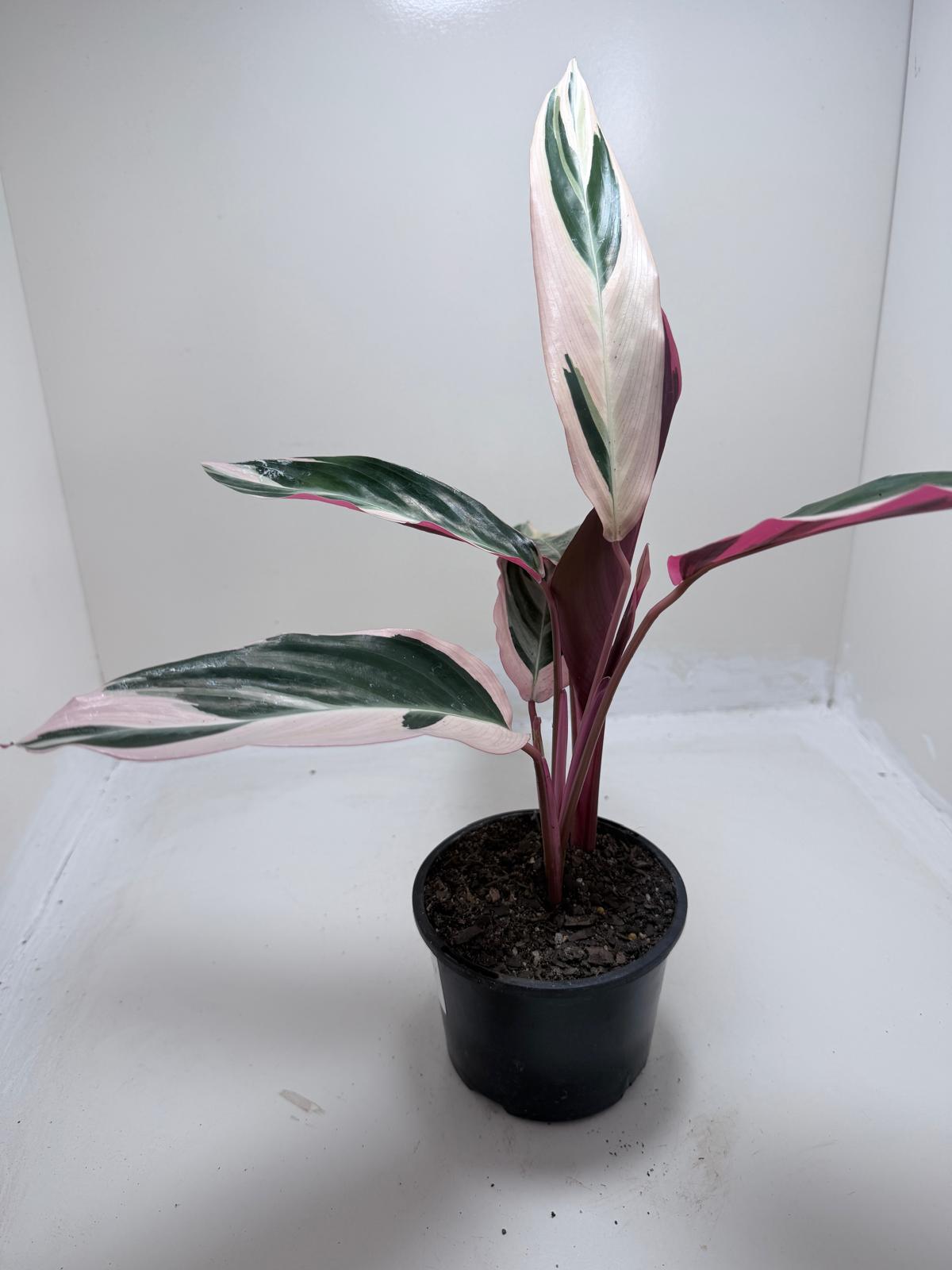 Stromanthe Tri Colour | Statement Indoor Plant