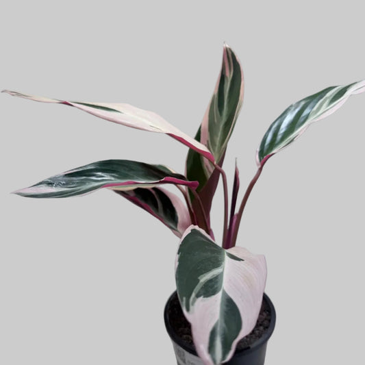 Stromanthe Tri Colour | Statement Indoor Plant