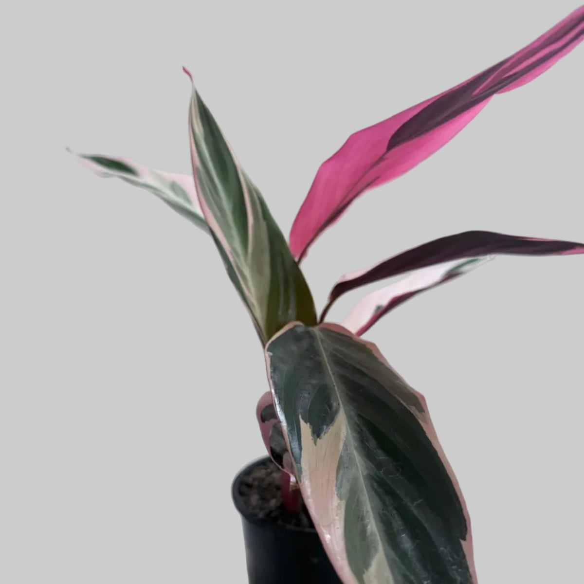 Stromanthe Tri Colour | Statement Indoor Plant