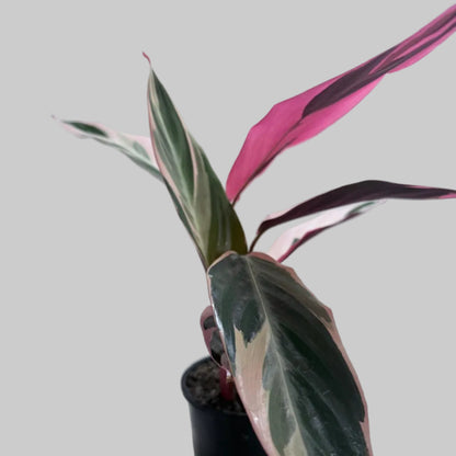 Stromanthe Tri Colour | Statement Indoor Plant