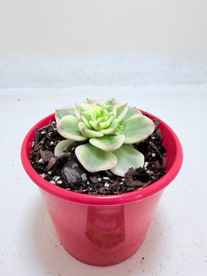 Sedeveria Rolly Variegated | Rare Variegated Succulent