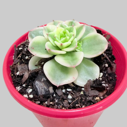 Sedeveria Rolly Variegated | Rare Variegated Succulent