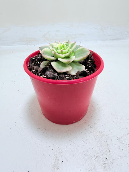 Sedeveria Rolly Variegated | Rare Variegated Succulent