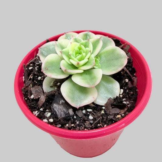 Sedeveria Rolly Variegated | Rare Variegated Succulent