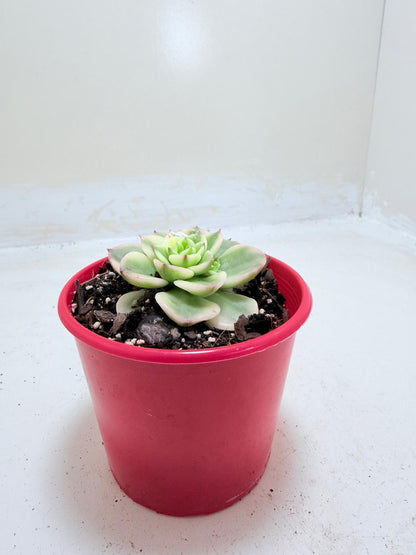 Sedeveria Rolly Variegated | Rare Variegated Succulent