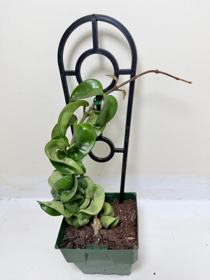 Buy Hoya Carnosa Compacta | Easy Care Houseplant-130mm