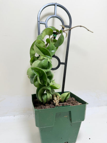 Buy Hoya Carnosa Compacta | Easy Care Houseplant-130mm