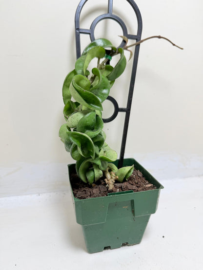 Buy Hoya Carnosa Compacta | Easy Care Houseplant-130mm
