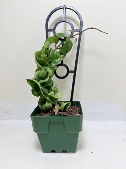 Buy Hoya Carnosa Compacta | Easy Care Houseplant-130mm