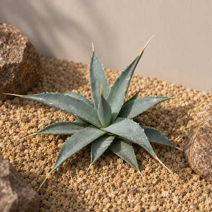 Agave utahensis var. eborispina Rare Collector Plant