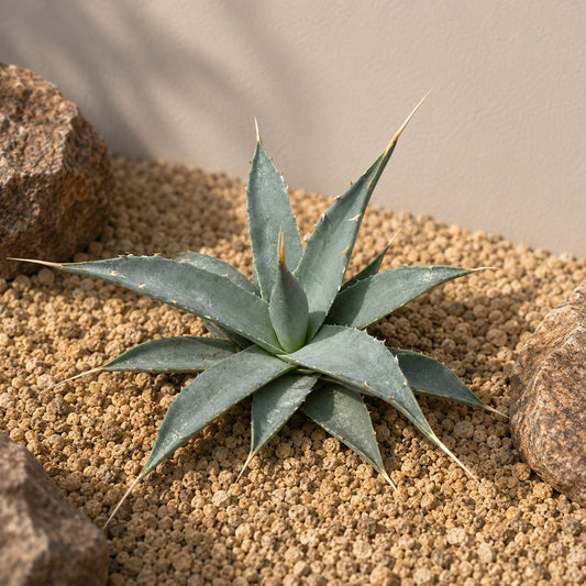 Agave utahensis var. eborispina Rare Collector Plant