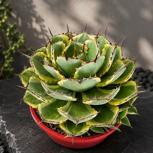 Agave Kissho Kan Variegated - 210mm Pot Size Plant