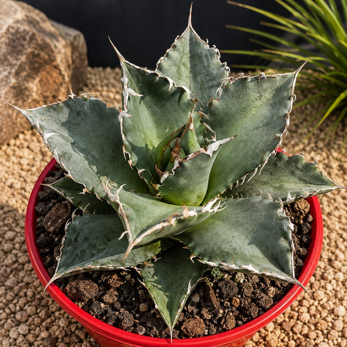 Agave Titanota Solar Eclipse 130mm