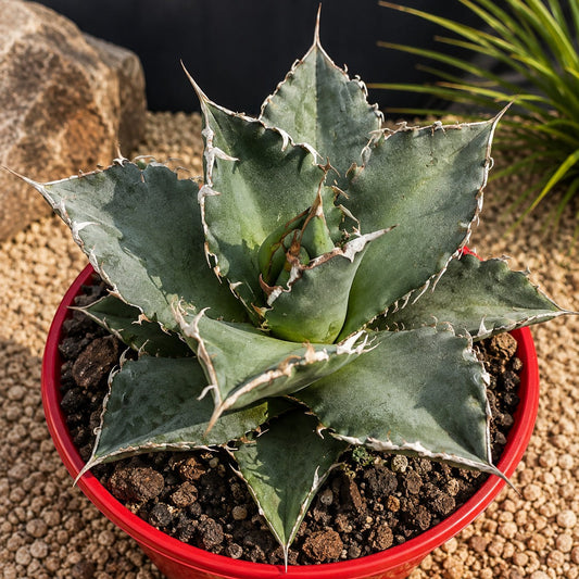 Agave Titanota Solar Eclipse 130mm