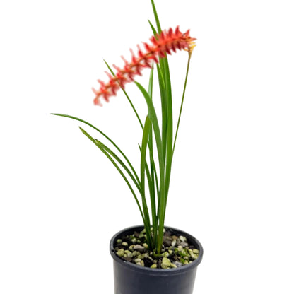 Buy Dendrochilum wenzelii Short Form Red | Orchid