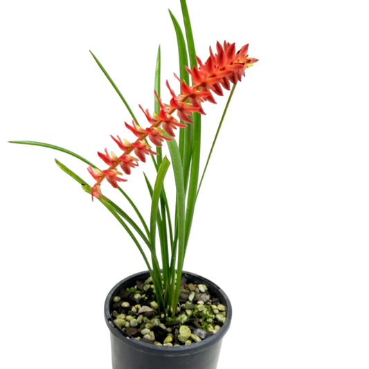 Buy Dendrochilum wenzelii Short Form Red | Orchid