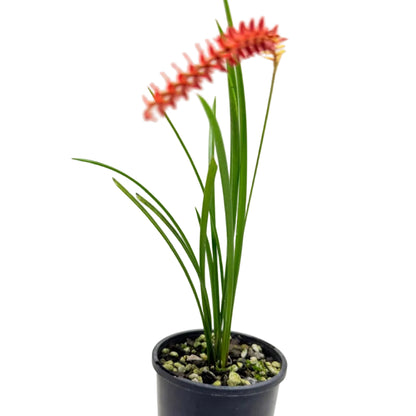 Buy Dendrochilum wenzelii Short Form Red | Orchid