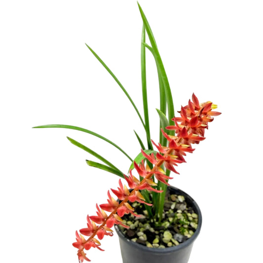 Buy Dendrochilum wenzelii Short Form Red | Orchid