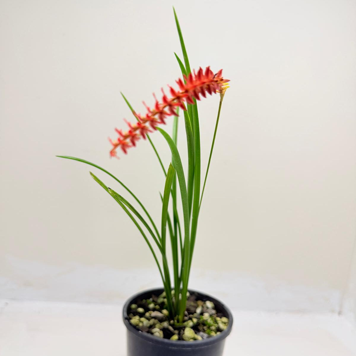 Buy Dendrochilum wenzelii Short Form Red | Orchid