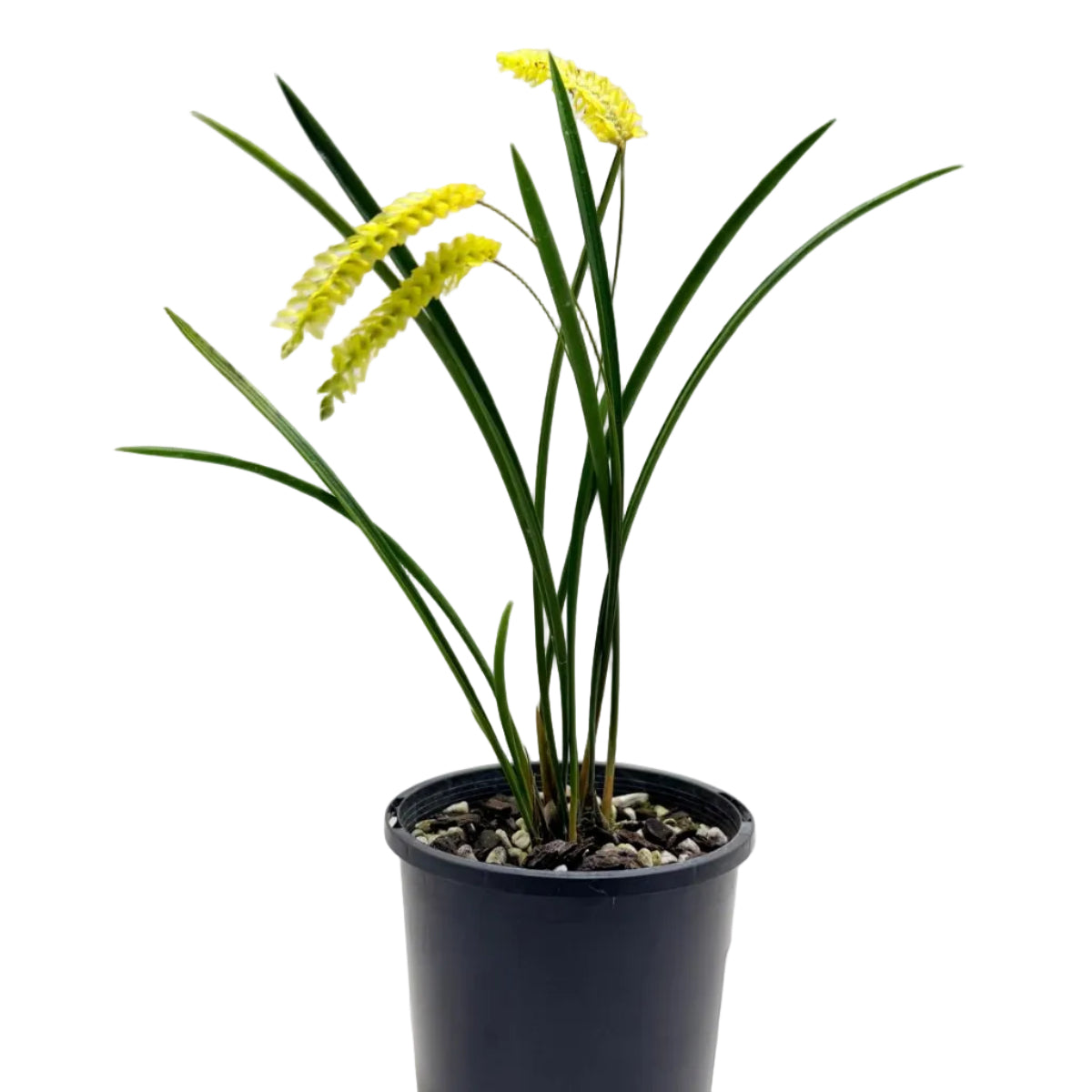 Dendrochilum javierense Yellow | Orchid Plant