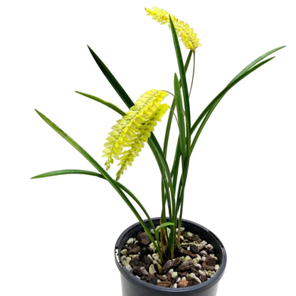 Dendrochilum javierense Yellow | Orchid Plant