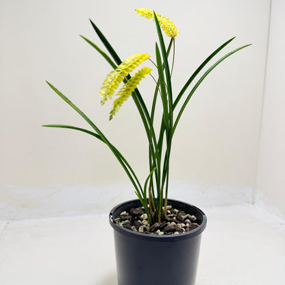 Dendrochilum javierense Yellow | Orchid Plant