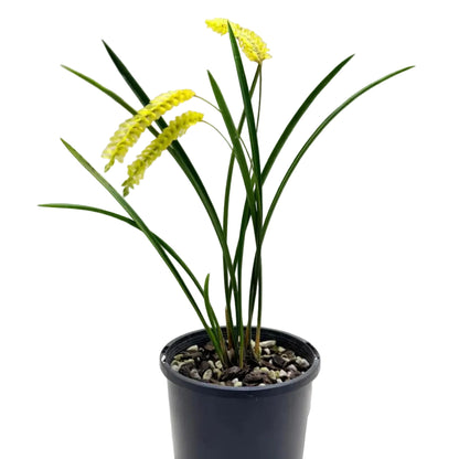 Dendrochilum javierense Yellow | Orchid Plant