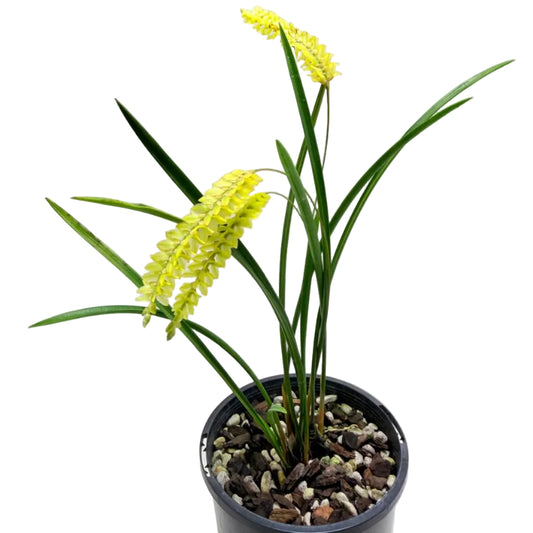Dendrochilum javierense Yellow | Orchid Plant
