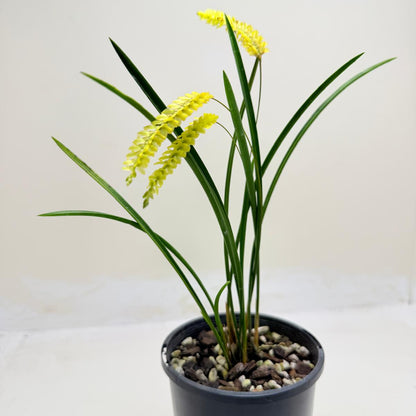 Dendrochilum javierense Yellow | Orchid Plant