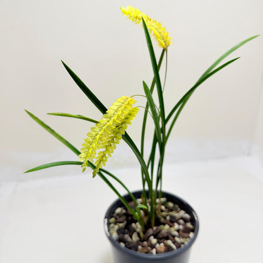 Dendrochilum javierense Yellow | Orchid Plant