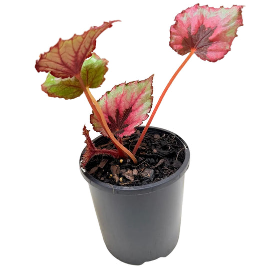 Buy Begonia T-Rex Kotobuki | Colourful Indoor Plant