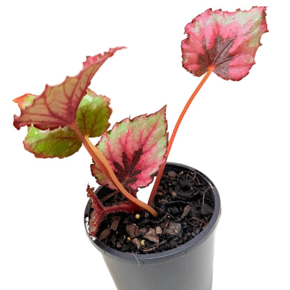 Buy Begonia T-Rex Kotobuki | Colourful Indoor Plant