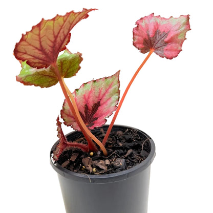 Buy Begonia T-Rex Kotobuki | Colourful Indoor Plant